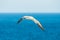 A gannet in flight against blue sky / seaview
