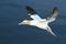 Gannet flying