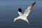 Gannet flying above the Northsea near island Helgoland, Germany