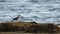 GANNET FLYING CLOUD SCOTLAND 100 IPS HD