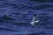 Gannet flying low over blue, wavy sea surface