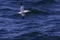 Gannet flying low over sea surface