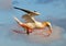 A gannet flying with a orange rope