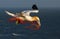 A gannet flying with a orange rope