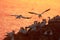 Gannet flying over nesting colony in sunset.