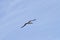 Gannet flying over North Sea