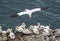 Gannet flying over the North Sea near Bempton Cliffs, Yorkshire, UK.