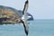 A Gannet Gliding Past The Cliff Tops