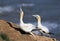 A gannet greeting his mate. heads held high
