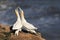 A gannet greeting his mate. heads held high ready to mate