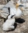 Gannet with her young