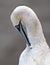 Gannet at the high chalk cliff nesting site in east Yorkshire, UK.