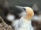 Gannet at the high chalk cliff nesting site in east Yorkshire, UK.