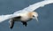 Gannet at the high chalk cliff nesting site in east Yorkshire, UK.