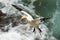 A Gannet Landing On The Cliff Top