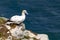 Gannet looking out to sea