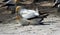 Gannet mating behavior