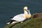 Gannet Morus bassanus