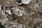 A Gannet (Morus bassanus) on Bempton Cliffs, East Riding of Yorkshire, UK