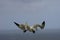 A Gannet (Morus bassanus) on Bempton Cliffs, East Riding of Yorkshire, UK