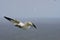 A Gannet (Morus bassanus) on Bempton Cliffs, East Riding of Yorkshire, UK