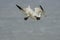 A Gannet (Morus bassanus) on Bempton Cliffs, East Riding of Yorkshire, UK