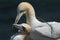 Gannet Morus bassanus with nesting material, part of courtship behaviour.