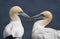 Gannet Morus bassanus showing courtship behaviour .