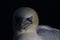 Gannet, Morus, close up portrait on a sunny day in july from Troups head, aberdeenshire, scotland.