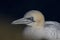 Gannet, Morus, close up portrait on a sunny day in july from Troups head, aberdeenshire, scotland.