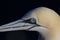 Gannet, Morus, close up portrait on a sunny day in july from Troups head, aberdeenshire, scotland.