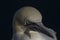 Gannet, Morus, close up portrait on a sunny day in july from Troups head, aberdeenshire, scotland.