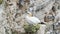 Gannet on nest on cliffs. east coast of Yorkshire. UK.