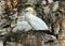 Gannet on nest with young on high chalk cliffs of east Yorkshire, UK.