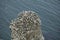 Gannet nesting on an outcrop of rock over the North Sea near Bempton Cliffs, Yorkshire, UK.