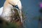 Gannet at nesting site on chalk cliffs.