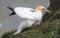 A gannet pulling up grass for nesting material