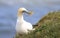 A gannet pulling up grass for nesting material