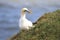 A gannet pulling up grass for nesting material