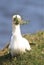 A gannet pulling up grass for nesting material