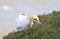A gannet pulling up grass for nesting material