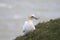 A gannet pulling up grass for nesting material
