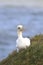 A gannet pulling up grass for nesting material