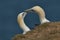 Gannet, Scientific name: Morus