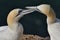 Gannet, Scientific name: Morus