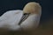 Gannet, Scientific name: Morus