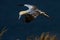 Gannet, Scientific name: Morus