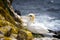 Gannet sitting on a nest on rocks in Saltee Island