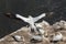 Gannet soaring above nesting colony