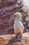 A gannet stands on a rock and looks aside. Shadow falls on the ground